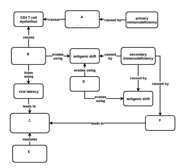 CD4 T cell
primary
immunodeficiency
causes-
Fcaused by-
dysfuntion
causes
Levades
using
caused
by
secondary
immunodeficiency
antigenic drift
evades using
hides
using
caused by
caused by
viral latency
Levades
using
antigenic shift
leads to
F
-leads to
mediates
