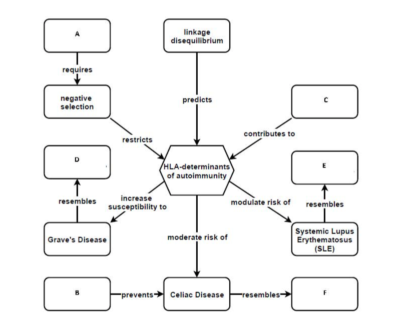 linkage
disequilibrium
requires
negative
selection
predicts
contributes to
restricts
/HLA-determinants
of autoimmunity
increase
resembles
modulate risk of
resembles
susceptibility to
Systemic Lupus
Erythematosus
(SLE)
Grave's Disease
moderate risk of
B.
F
-prevents> Celiac Disease
Fresembles
