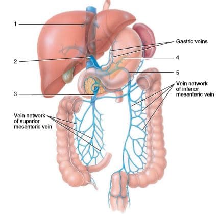 Gastric veins
4
2
5
Vein network
of inferior
mesenteric vein
3
Vein network
of superior
mesenteric vein

