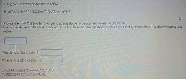 Using the provided coding strand below:
5-ATCAGATGGCCGGGCCAATAGAATAGCTGT-3
Provide the mRNAstrand for the coding strand above. Type your answer in the box below.
Use two dash lines in between the 5 and your first base, and two dash line between your last base and before 3' (follow formatting
above).
What is your Start codon?
What is your Stop codon?
5-AUGGCCGGGCCAAUAGAAUAG-3
AUGGCCGGGCCAAUAGAAUAG
