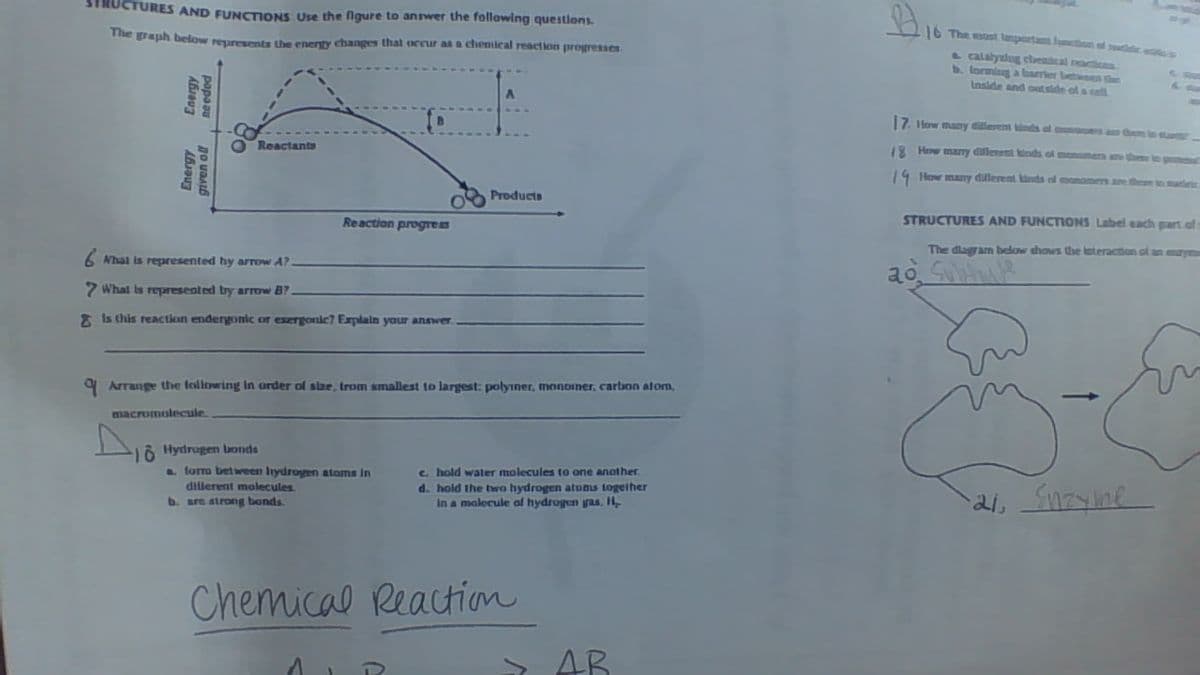 STROCTURES AND FUNCIONS Use the figure to answer the following questions.
16 The most lamportan
Jumetion of ude
calalyslog clentcal reactions
b. lorming a barrier betwoen the
Inside and out side ol a call
The graph below reuresets the enerty changes that occur as a chemlcal reaction progressen
17. How many calerem dnds ol momoes am ther in sart
18 How mamy dllenet nds of mnmes an hes in peteied
Reactants
14 IHow many dillerent knta of monomen are theer t ac
Products
STRUCTURES AND FUNCTIONS Label each part of
Reaction proges
The dlagram below thows the lsteraction ol an eaym
6 Nhat is represented hy arrow A?
2 What is represented by arrow B7
* Is this reaction endergonic or exergonic7 Explain your answer.
9 Arrange the fallowing in order of size, trom smallest to largest: polyiner, monoiner, carbon atom,
macromolecule
O Hydrugen bonds
a. form between lydrogen atoms in
dillerent molecules.
b. are strong bands
c. hold water molecules to one another
d. hold the two hydrogen atos together
In a malecule al hydrogen ras. H
Chemical Reaction
AB
popaau
