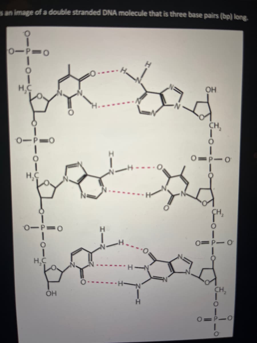 is an image of a double stranded DNA molecule that is three base pairs (bp) long.
0-P=0
I
0
I
НС
0-P=0
H,C
к
0-P=0
H,C
ОН
ОН
бод
н-
CH,
-0
0=P-0
CH₂
0