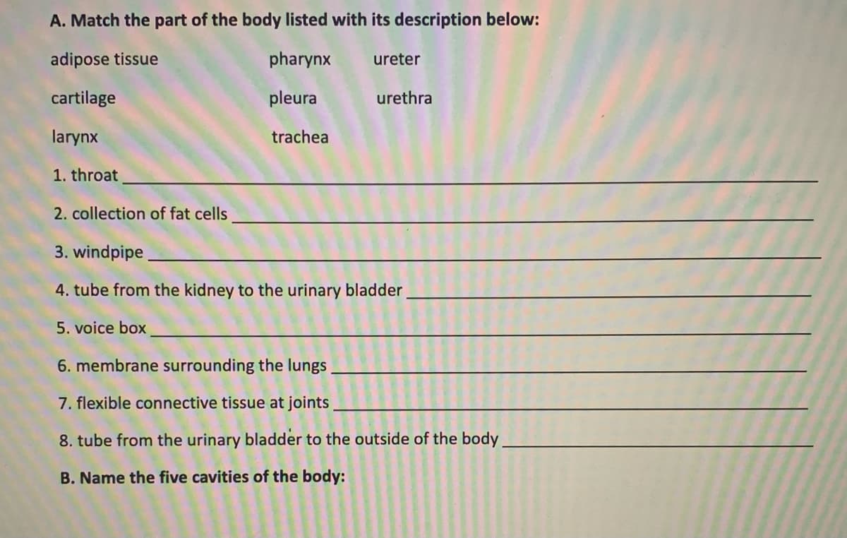 A. Match the part of the body listed with its description below:
adipose tissue
pharynx
ureter
cartilage
pleura
urethra
larynx
trachea
1. throat
2. collection of fat cells
3. windpipe
4. tube from the kidney to the urinary bladder
5. voice box
6. membrane surrounding the lungs
7. flexible connective tissue at joints
8. tube from the urinary bladder to the outside of the body
B. Name the five cavities of the body:
