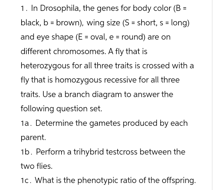 1. In Drosophila, the genes for body color (B =
black, b = brown), wing size (S = short, s = long)
and eye shape (E = oval, e = round) are on
different chromosomes. A fly that is
heterozygous for all three traits is crossed with a
fly that is homozygous recessive for all three
traits. Use a branch diagram to answer the
following question set.
1a. Determine the gametes produced by each
parent.
1b. Perform a trihybrid testcross between the
two flies.
1c. What is the phenotypic ratio of the offspring.