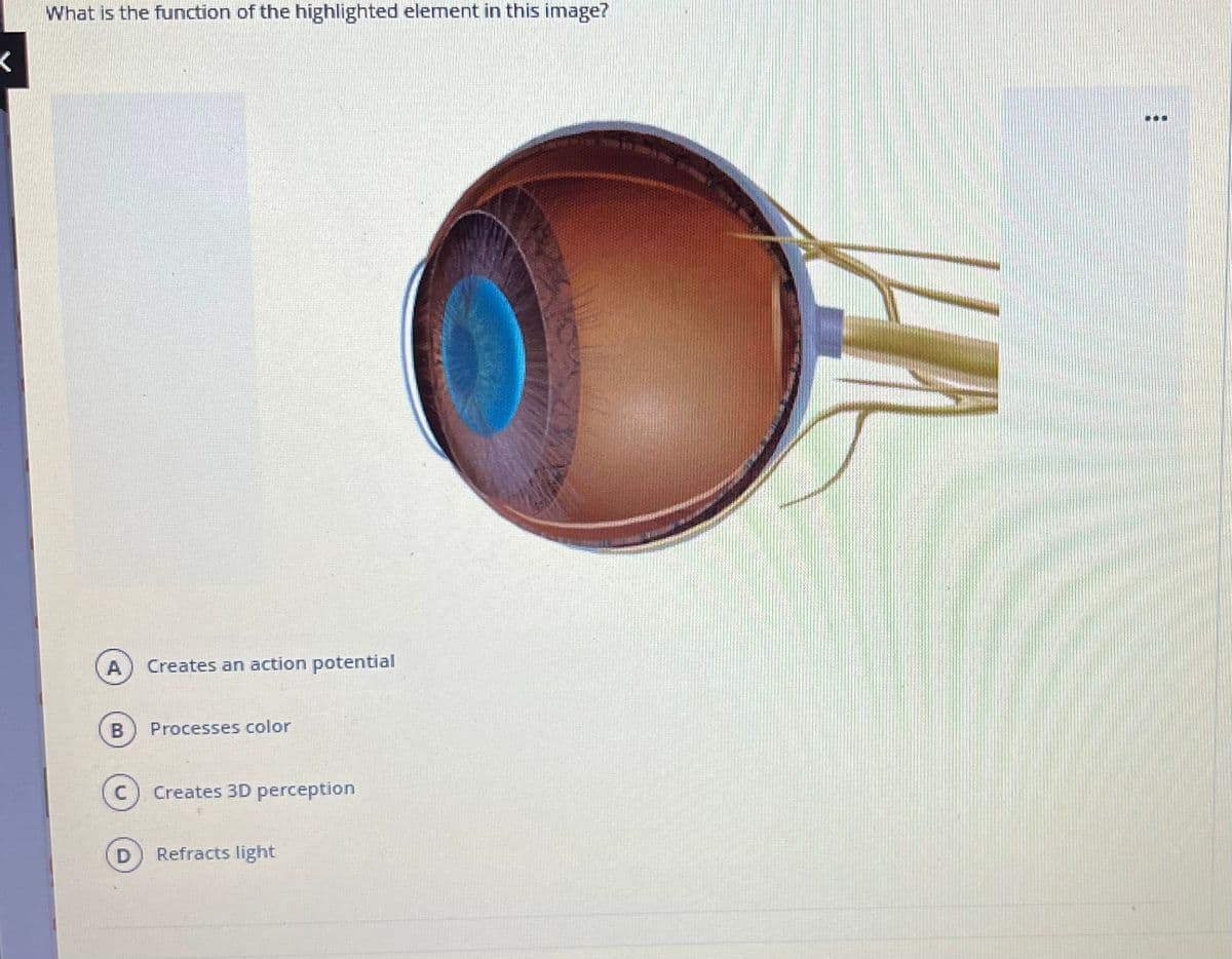 What is the function of the highlighted element in this image?
Creates an action potential
Processes color
Creates 3D perception
D
Refracts light
A.
B.
