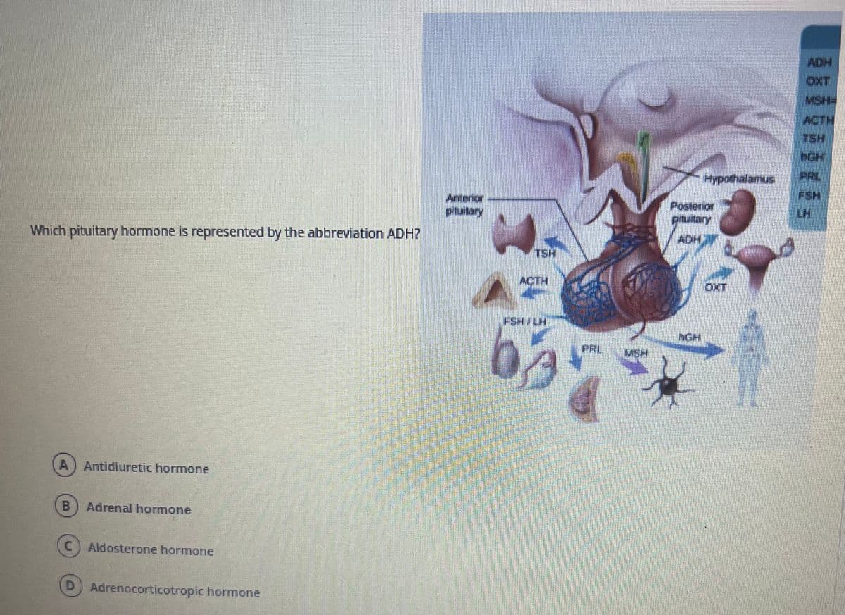 ADH
OXT
MSH=
ACTH
TSH
hGH
Hypothalamus
PRL
FSH
Anterior
ptuitary
LH
pituitary
Which pituitary hormone is represented by the abbreviation ADH?
ADH
TSH
ACTH
OXT
FSH/LH
hGH
PRL
MSH
A) Antidiuretic hormone
B
Adrenal hormone
(C) Aldosterone hormone
D) Adrenocorticotropic hormone
