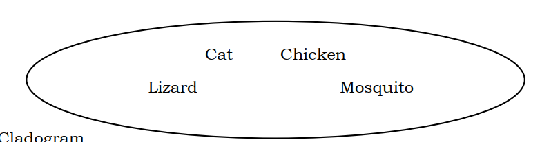 Cat
Chicken
Lizard
Mosquito
Cladogram
