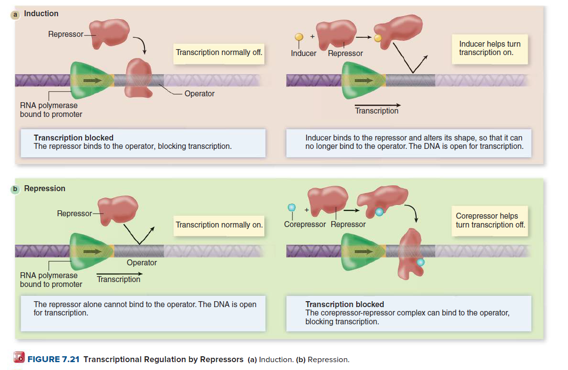 a Induction
Repressor-
Inducer helps turn
transcription on.
Transcription normally off.
Inducer
Repressor
Operator
RNA polymerase
bound to promoter
Transcription
Transcription blocked
The repressor binds to the operator, blocking transcription.
Inducer binds to the repressor and alters its shape, so that it can
no longer bind to the operator. The DNA is open for transcription.
b Repression
Repressor-
Corepressor Repressor
Corepressor helps
turn transcription off.
Transcription normally on.
Operator
RNA polymerase
bound to promoter
Transcription
The repressor alone cannot bind to the operator. The DNA is open
for transcription.
Transcription blocked
The corepressor-repressor complex can bind to the operator,
blocking transcription.
O FIGURE 7.21 Transcriptional Regulation by Repressors (a) Induction. (b) Repression.
