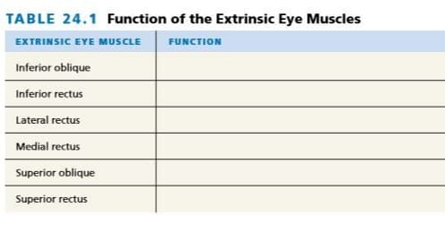 TABLE 24.1 Function of the Extrinsic Eye Muscles
EXTRINSIC EYE MUSCLE
FUNCTION
Inferior oblique
Inferior rectus
Lateral rectus
Medial rectus
Superior oblique
Superior rectus
