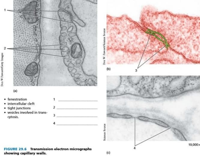 (b)
(a)
fenestration
• intercellular cleft
• tight junctions
• vesicles involved in trans-
2
3
cytosis.
4
19,000x
FIGURE 29.6 Transmission electron micrographs
showing capillary walls.
(c)
Don W FawoetGetty Images
Science Source
Don W. Fawoett/Science Source
