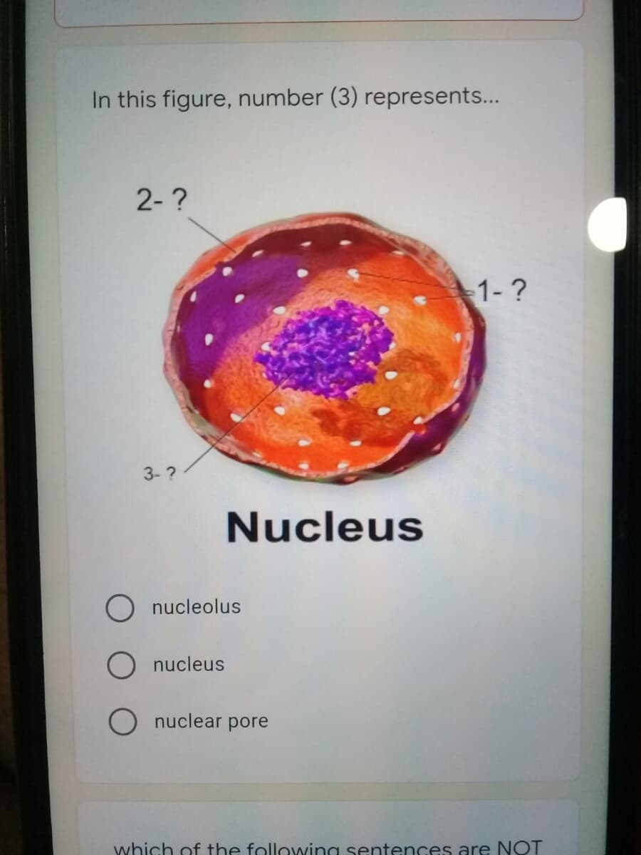 In this figure, number (3) represents...
2- ?
1-?
3-?
Nucleus
O nucleolus
O nucleus
O nuclear pore
which of the following sentences are NOT

