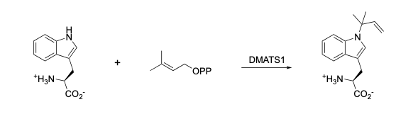 DMATS1
OPP
*H,N-
*H;N-
