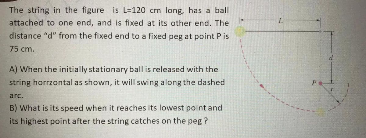 The string in the figure is L=120 cm long, has a ball
attached to one end, and is fixed at its other end. The
distance "d" from the fixed end to a fixed peg at point P is
75 cm.
A) When the initially stationary ball is released with the
string horrzontal as shown, it will swing along the dashed
arc.
B) What is its speed when it reaches its lowest point and
its highest point after the string catches on the peg ?
