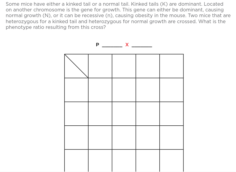 Some mice have either a kinked tail or a normal tail. Kinked tails (K) are dominant. Located
on another chromosome is the gene for growth. This gene can either be dominant, causing
normal growth (N), or it can be recessive (n), causing obesity in the mouse. Two mice that are
heterozygous for a kinked tail and heterozygous for normal growth are crossed. What is the
phenotype ratio resulting from this cross?
P