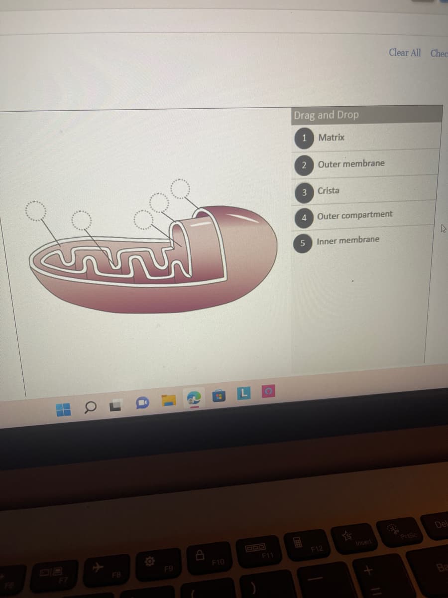 www
FB
(29
F10
F11
Drag and Drop
1 Matrix
2
3
4
5
Outer membrane
Crista
Outer compartment
Inner membrane
F12
YS
Insert
Clear All Chec
+ 11
PrtSc
4
Del
Ba