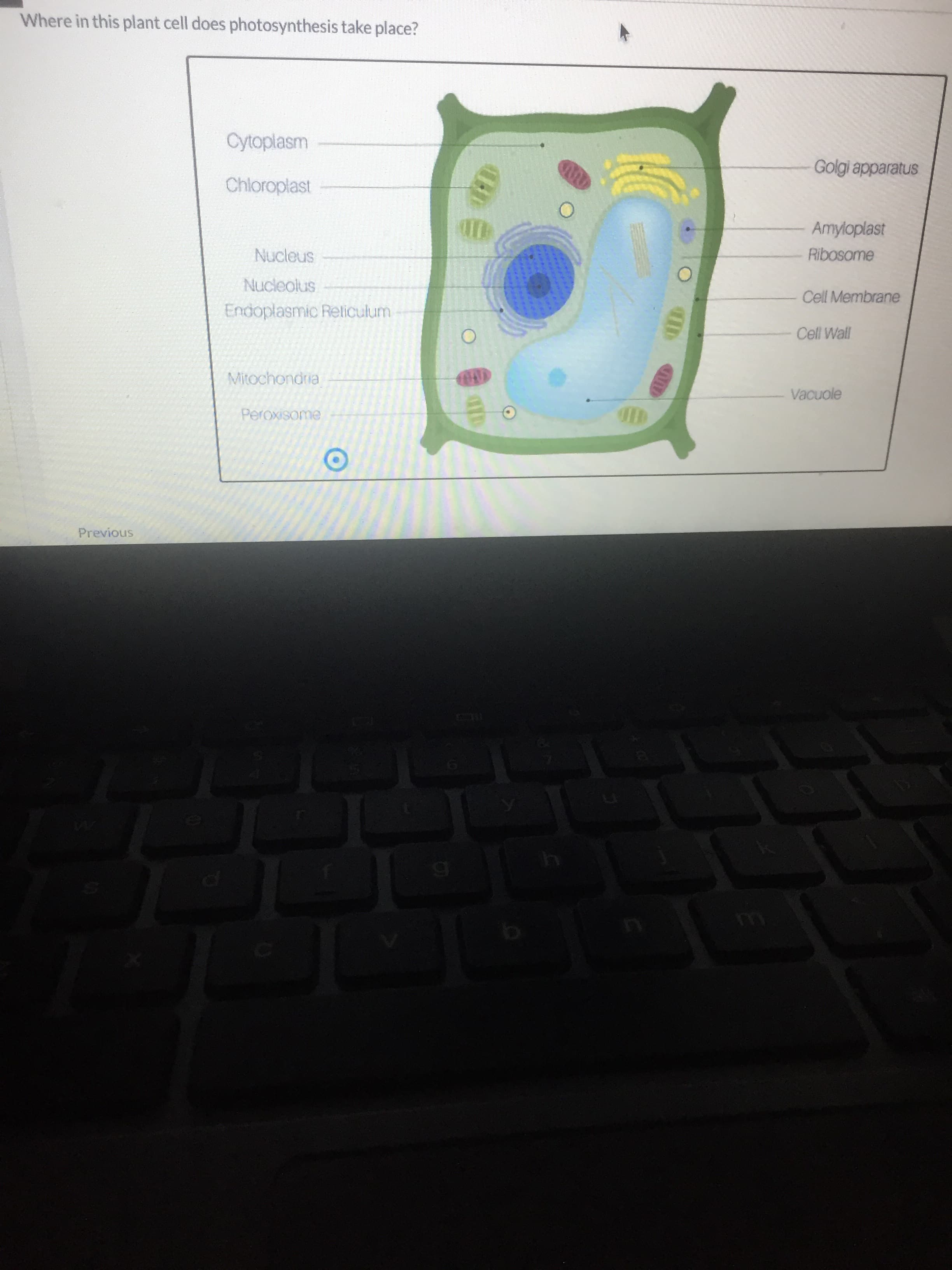 Where in this plant cell does photosynthesis take place?
Cytoplasm
Golgi apparatus
Chloroplast
Amyloplast
Nucleus
Ribosome
Nucleolus
Cell Membrane
Endoplasmic Reticulum
Cell Wall
Mitochondria
Vacuole
Peroxisome
