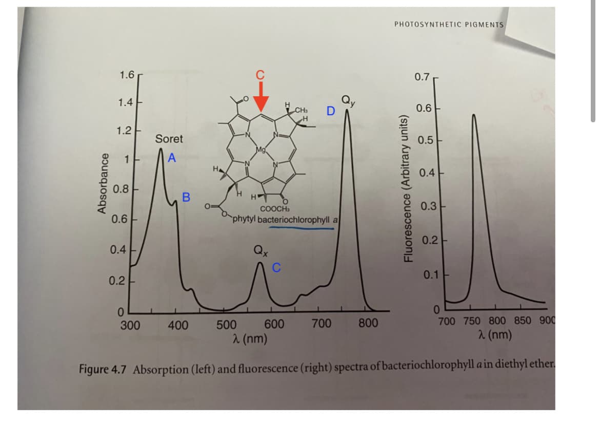 PHOTOSYNTHETIC PIGMENTS
1.6
0.7
Qy
D
1.4
0.6
1.2 E
Soret
0.5-
1
A
N-
0.4
0.8
H.
H
0.3
COOCH3
0.6
phytyl bacteriochlorophyll a
0.2-
0.4
Qx
0.1
0.2
300
400
500
600
700
800
700 750 800 850 900
2 (nm)
2 (nm)
Figure 4.7 Absorption (left) and fluorescence (right) spectra of bacteriochlorophyll a in diethyl ether.
Absorbance
B
C
Fluorescence (Arbitrary units)
