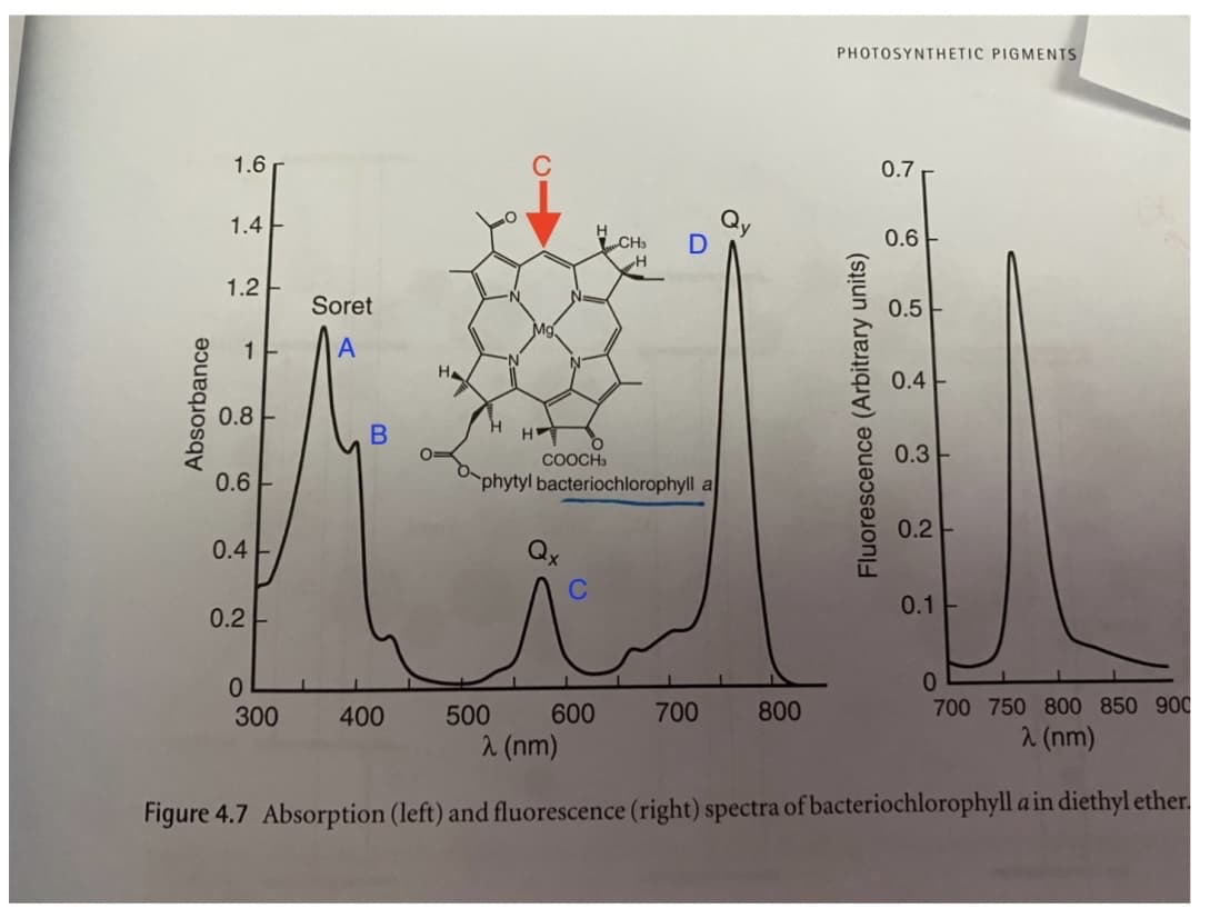 PHOTOSYNTHETIC PIGMENTS
1.6
0.7
1.4
CH3
0.6
1.2
Soret
0.5
1
A
HA
0.4E
0.8
COOCH3
0.3
0.6 F
phytyl bacteriochlorophyll a
0.2
0.4
0.1
0.2
300
400
500
600
700
800
700 750 800 850 900
2 (nm)
2 (nm)
Figure 4.7 Absorption (left) and fluorescence (right) spectra of bacteriochlorophyll a in diethyl ether.
Absorbance
C
Fluorescence (Arbitrary units)
