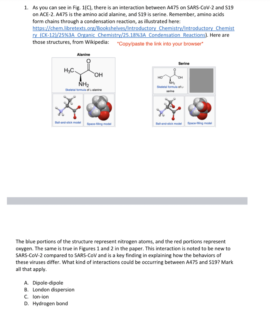 1. As you can see in Fig. 1(C), there is an interaction between A475 on SARS-CoV-2 and S19
on ACE-2. A475 is the amino acid alanine, and S19 is serine. Remember, amino acids
form chains through a condensation reaction, as illustrated here:
https://chem.libretexts.org/Bookshelves/Introductory Chemistry/Introductory Chemist
ry (CK-12)/25%3A Organic Chemistry/25.18%3A Condensation_ Reactions). Here are
those structures, from Wikipedia:
*Copy/paste the link into your browser*
Alanine
Serine
H3C.
HO
NH,
Skeletal formula of L-
HO
NH2
Skeletal formula of L-alanine
serine
Ball-and-stick model
Space-filling model
Ball-and-stick model
Space-filling model
The blue portions of the structure represent nitrogen atoms, and the red portions represent
oxygen. The same is true in Figures 1 and 2 in the paper. This interaction is noted to be new to
SARS-COV-2 compared to SARS-CoV and is a key finding in explaining how the behaviors of
these viruses differ. What kind of interactions could be occurring between A475 and S19? Mark
all that apply.
A. Dipole-dipole
B. London dispersion
C. lon-ion
D. Hydrogen bond
