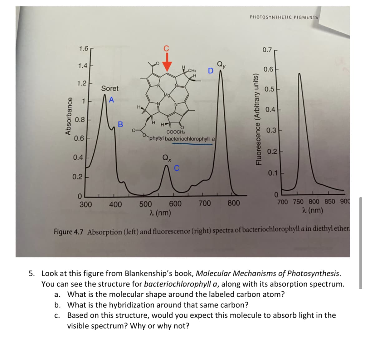 PHOTOSYNTHETIC PIGMENTS
1.6
0.7
Qy
D
1.4
CH.
0.6
1.2
Soret
0.5
A
N-
0.4
0.8
H
COOCH3
0.3
0.6
phytyl bacteriochlorophyll a
0.2-
0.4
0.1
0.2 -
300
400
500
600
700
800
700 750 800 850 900
2 (nm)
2 (nm)
Figure 4.7 Absorption (left) and fluorescence (right) spectra of bacteriochlorophyll a in diethyl ether.
5. Look at this figure from Blankenship's book, Molecular Mechanisms of Photosynthesis.
You can see the structure for bacteriochlorophyll a, along with its absorption spectrum.
a. What is the molecular shape around the labeled carbon atom?
b. What is the hybridization around that same carbon?
c. Based on this structure, would you expect this molecule to absorb light in the
visible spectrum? Why or why not?
Absorbance
Fluorescence (Arbitrary units)
