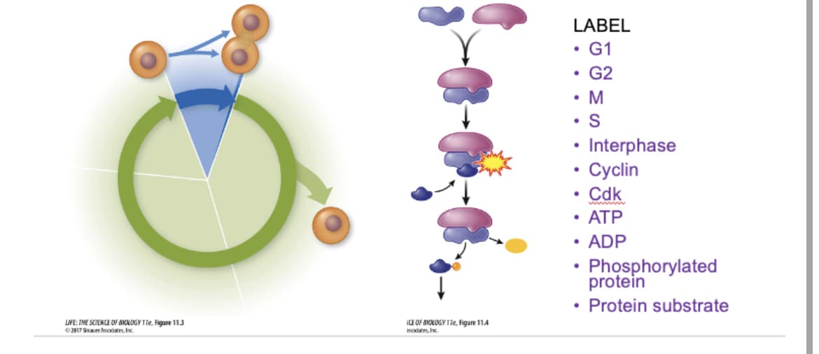 LIFE: THE SCIENCE OF &NOLOGY TTe, Figure 11.3
2017 Srodates. Ix
ICE OF BIOLOGY 17e, Figure 11.4
modate, I
LABEL
G1
G2
M
●
.
• S
• Cdk
ATP
ADP
.
.
Interphase
Cyclin
●
Phosphorylated
protein
Protein substrate