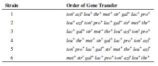 Strain
Order of Gene Transfer
tort azi' leut thr mer sa gul" lac* pro
leut azi ton prot lact galt stf mner thrt
lac* gal* st ma* thr* leu azi Ion" pro
leu thr met st gal" lac" pro* ton" azi
ton pro* lac" gal ai met* thr" leu azi
mer* ar gal" lac" pro* ton azī leu thr*
