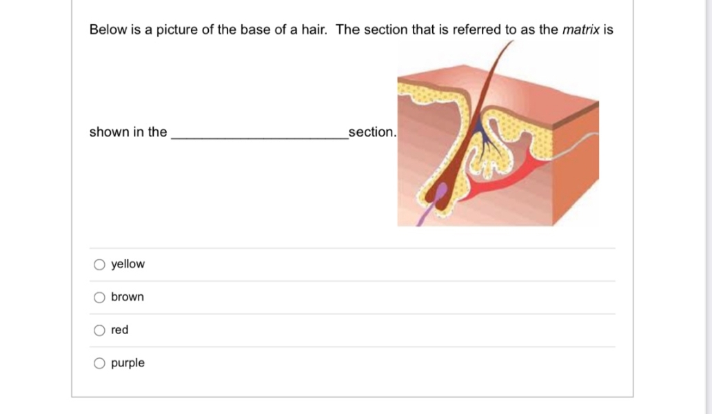 Below is a picture of the base of a hair. The section that is referred to as the matrix is
shown in the
O yellow
O
O
brown
red
O purple
section.