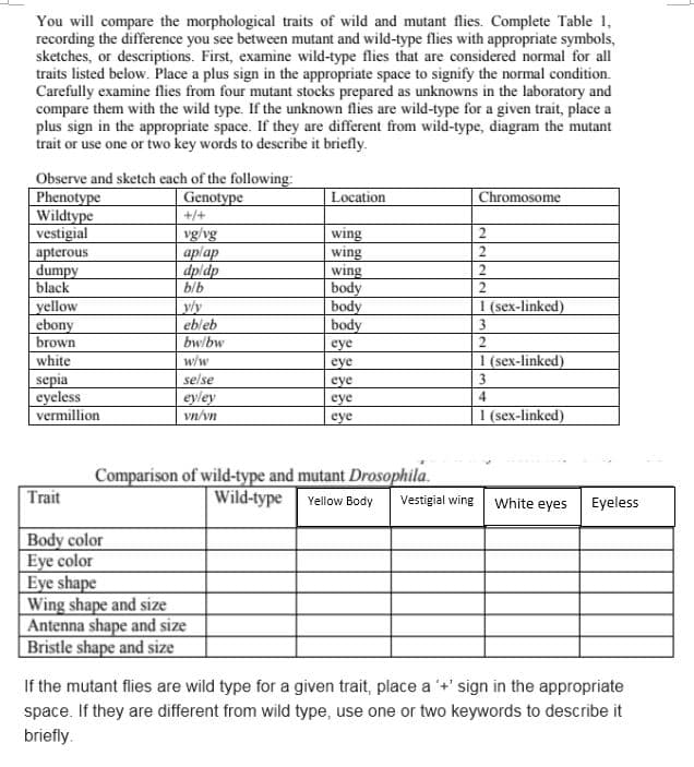 You will compare the morphological traits of wild and mutant flies. Complete Table 1,
recording the difference you see between mutant and wild-type flies with appropriate symbols,
sketches, or descriptions. First, examine wild-type flies that are considered normal for all
traits listed below. Place a plus sign in the appropriate space to signify the normal condition.
Carefully examine flies from four mutant stocks prepared as unknowns in the laboratory and
compare them with the wild type. If the unknown flies are wild-type for a given trait, place a
plus sign in the appropriate space. If they are different from wild-type, diagram the mutant
trait or use one or two key words to describe it briefly.
Observe and sketch each of the following:
Phenotype
Wildtype
vestigial
apterous
dumpy
black
Location
Genotype
+/+
Chromosome
wing
vg/vg
аplap
dpidp
b/b
wing
wing
body
body
body
2
yellow
ebony
brown
white
y/y
ebleb
bw/bw
1 (sex-linked)
3.
eye
2.
I (sex-linked)
3.
w/w
eye
selse
sepia
eyeless
vermillion
eye
eyley
vn/vn
eye
eye
1 (sex-linked)
Comparison of wild-type and mutant Drosophila.
Wild-type Yellow Body
Trait
Vestigial wing
White eyes
Eyeless
Body color
Eye color
Eye shape
Wing shape and size
Antenna shape and size
Bristle shape and size
If the mutant flies are wild type for a given trait, place a + sign in the appropriate
space. If they are different from wild type, use one or two keywords to describe it
briefly.
