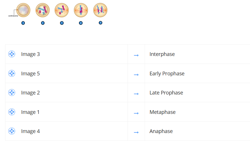 centroiome
Image 3
Interphase
Image 5
Early Prophase
Image 2
Late Prophase
Image 1
Metaphase
Image 4
Anaphase
