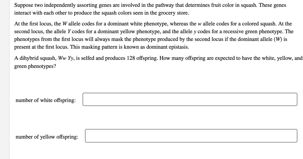 Suppose two independently assorting genes are involved in the pathway that determines fruit color in squash. These genes
interact with each other to produce the squash colors seen in the grocery store.
At the first locus, the W allele codes for a dominant white phenotype, whereas the w allele codes for a colored squash. At the
second locus, the allele Y codes for a dominant yellow phenotype, and the allele y codes for a recessive green phenotype. The
phenotypes from the first locus will always mask the phenotype produced by the second locus if the dominant allele (W) is
present at the first locus. This masking pattern is known as dominant epistasis.
A dihybrid squash, Ww Yy, is selfed and produces 128 offspring. How many offspring are expected to have the white, yellow, and
green phenotypes?
number of white offspring:
number of yellow offspring:
