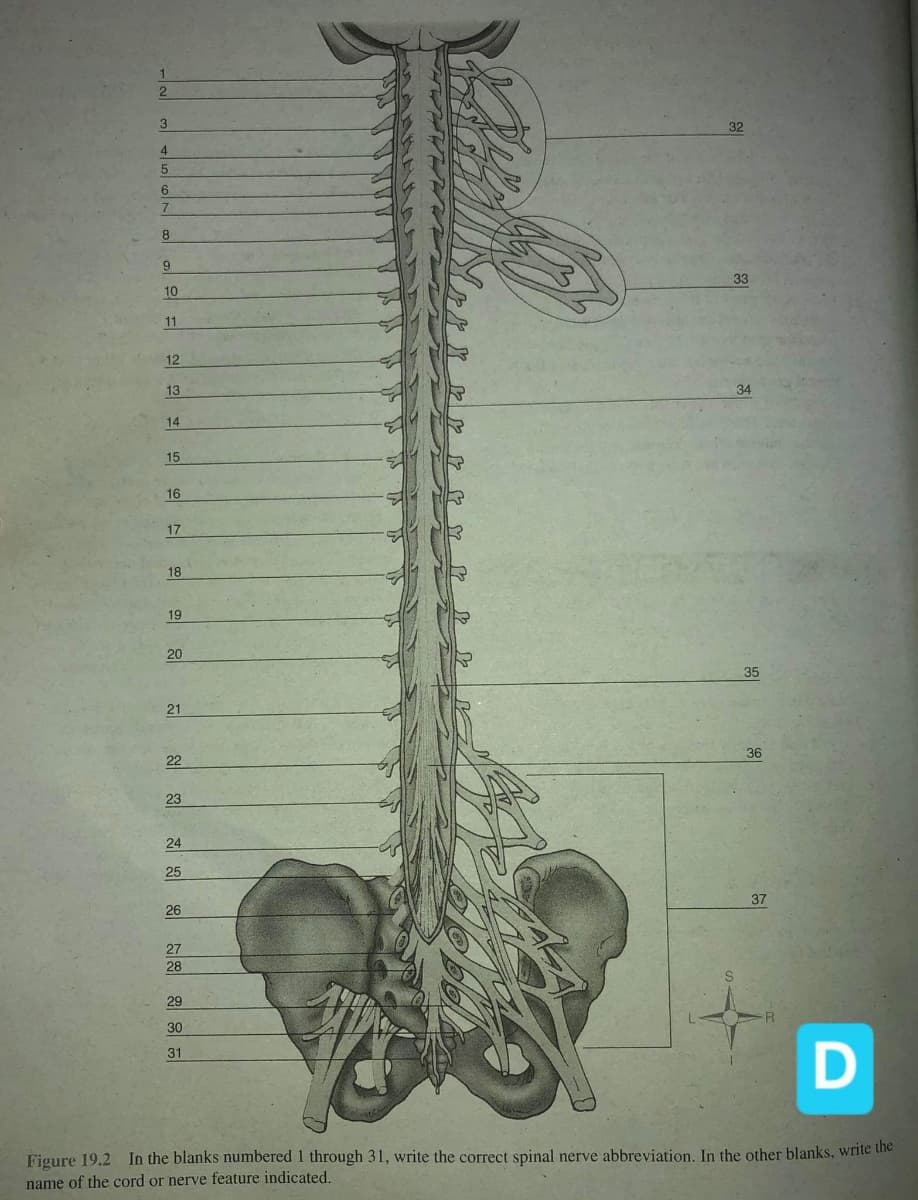 32
4
6
7.
8.
33
10
11
12
13
34
14
15
16
17
18
19
20
35
21
36
22
23
24
25
37
26
27
28
29
30
31
Figure 19.2 In the blanks numbered 1 through 31, write the correct spinal nerve abbreviation. In the other blanks, write the
name of the cord or nerve feature indicated.
