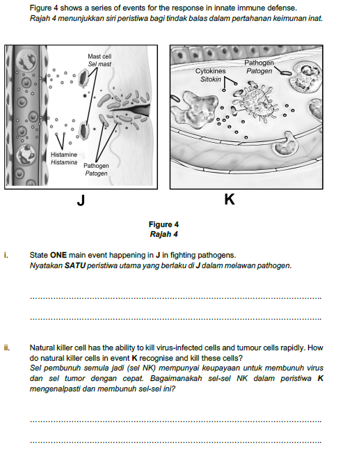 Figure 4 shows a series of events for the response in innate immune defense.
Rajah 4 menunjukkan siri peristiwa bagi tindak balas dalam pertahanan keimunan inat.
Mast cell
Pathogen
Patogen
Sel mast
Cytokines
Sitokin
Histamine
Histamina
Pathogen
Patogen
J
K
Figure 4
Rajah 4
State ONE main event happening in J in fighting pathogens.
Nyatakan SATU peristiwa utama yang berlaku di J dalam melawan pathogen.
ii.
Natural killer cell has the ability to kill virus-infected cells and tumour cells rapidly. How
do natural killer cells in event K recognise and kill these cells?
Sel pembunuh semula jadi (sel NK) mempunyai keupayaan untuk membunuh virus
dan sel tumor dengan cepat. Bagaimanakah sel-sel NK dalam peristiwa K
mengenalpasti dan membunuh sel-sel ini?
