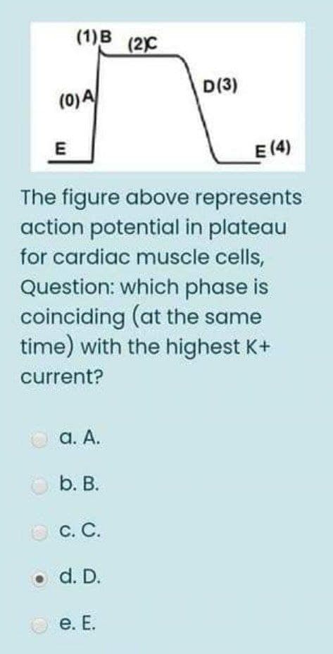 (1)B (2C
D(3)
(0)A
E
E (4)
The figure above represents
action potential in plateau
for cardiac muscle cells,
Question: which phase is
coinciding (at the same
time) with the highest K+
current?
O a. A.
O b. B.
ос. С.
o d. D.
O e. E.
