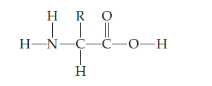 H-N--C-o-H
H R O
Н-N—С—С—О—Н
H
