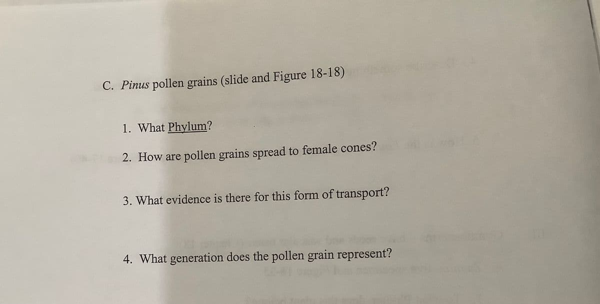 C. Pinus pollen grains (slide and Figure 18-18)
1. What Phylum?
2. How are pollen grains spread to female cones?
3. What evidence is there for this form of transport?
4. What generation does the pollen grain represent?