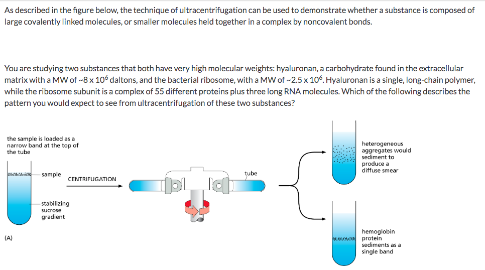 As described in the figure below, the technique of ultracentrifugation can be used to demonstrate whether a substance is composed of
large covalently linked molecules, or smaller molecules held together in a complex by noncovalent bonds.
You are studying two substances that both have very high molecular weights: hyaluronan, a carbohydrate found in the extracellular
matrix with a MW of ~8 x 106 daltons, and the bacterial ribosome, with a MW of -2.5 x 106. Hyaluronan is a single, long-chain polymer,
while the ribosome subunit is a complex of 55 different proteins plus three long RNA molecules. Which of the following describes the
pattern you would expect to see from ultracentrifugation of these two substances?
the sample loaded as a
narrow band at the top of
the tube
(A)
sample
CENTRIFUGATION
stabilizing
sucrose
gradient
tube
heterogeneous
aggregates would
sediment to
produce a
diffuse smear
hemoglobin
protein
sediments as a
single band