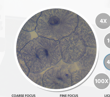 4X
4
100X
COARSE FOCUS
FINE FOCUS
LIGE
