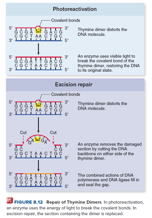 Photoreactivation
- Covalent bonds
5'
Ġ Ċ Ġ Å ET Ġ ÀČ Ġ
саст AA стас
3'
3'
Thymine dimer distorts the
DNA molecule.
iil 5'
5'
Ġ Ċ GÅŤİ Ġ ÅČ Ġ
CG CTAACTGC
3'
An enzyme uses visible light to
break the covalent bond of the
thymine dimer, restoring the DNA
to its original state.
3'
Excision repair
- Covalent bonds
5'
Ġ C G Å TEŤ ĠÅ C Ġ
сасT AA стас
3' LLI TI
3'
Thymine dimer distorts the
DNA molecule.
i l5'
Cut
Cut
An enzyme removes the damaged
section by cutting the DNA
backbone on either side of the
5'
3'
CG CTAA CTGC
3'
1 5'
thymine dimer.
5'
GC GATT GAC G
CGCTAA CTGC
!TT 3'
The combined actions of DNA
polymerase and DNA ligase fill in
and seal the gap.
FIGURE 8.12 Repair of Thymine Dimers In photoreactivation,
an enzyme uses the energy of light to break the covalent bonds. In
excision repair, the section containing the dimer is replaced.
>
