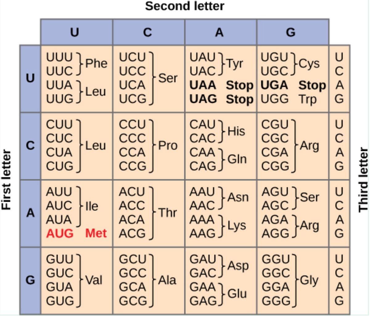 Second letter
U
A
UUUPhe
UUC S
UUA L
}Leu
UCU
UGU
UGC Cys
UAU
UCC
UAC Tyr
U
Ser
UAA Stop UGA Stop A
UAG Stop UGG Trp
UCA
UUG
UCG
CCU
ССС
CAU1
- His
CACH
САС
СА
CUU
CGU
CGC
CGA
CGG
CUC
C
CUA
Leu
Pro
Arg
ССА
Gln
CUG
CAG G
СCG
AAU Asn
AGU 1
AUU
ACU
AACFAS
AAA
AGC Se
AGA
Ser
AUC }le
А
AUA
АСС
АСA
ААС
Thr
AGG FArg
G
AUG Met ACG
AAG FLys
А
GCU
GAU]
Asp
GAC J
GGU)
GGC
Gly
GUU
GỤC
G
GUA
GCC
GCA
GCG
- Val
Ala
GAA
GGA
GUG
GAG Glu
GGG
DUAG
Third letter
DUAG
DUAG
First letter
