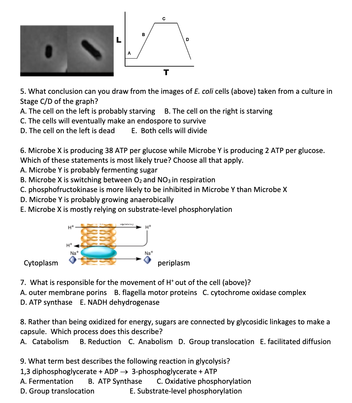 D
A
5. What conclusion can you draw from the images of E. coli cells (above) taken from a culture in
Stage C/D of the graph?
A. The cell on the left is probably starving
C. The cells will eventually make an endospore to survive
D. The cell on the left is dead
B. The cell on the right is starving
E. Both cells will divide
6. Microbe X is producing 38 ATP per glucose while Microbe Y is producing 2 ATP per glucose.
Which of these statements is most likely true? Choose all that apply.
A. Microbe Y is probably fermenting sugar
B. Microbe X is switching between O2 and NO3 in respiration
C. phosphofructokinase is more likely to be inhibited in Microbe Y than Microbe X
D. Microbe Y is probably growing anaerobically
E. Microbe X is mostly relying on substrate-level phosphorylation
H*
innnde
H*
Na+
Na*
Cytoplasm
periplasm
7. What is responsible for the movement of H* out of the cell (above)?
A. outer membrane porins B. flagella motor proteins C. cytochrome oxidase complex
D. ATP synthase E. NADH dehydrogenase
8. Rather than being oxidized for energy, sugars are connected by glycosidic linkages to make a
capsule. Which process does this describe?
A. Catabolism
B. Reduction C. Anabolism D. Group translocation E. facilitated diffusion
9. What term best describes the following reaction in glycolysis?
1,3 diphosphoglycerate + ADP → 3-phosphoglycerate + ATP
B. ATP Synthase
C. Oxidative phosphorylation
E. Substrate-level phosphorylation
A. Fermentation
D. Group translocation
