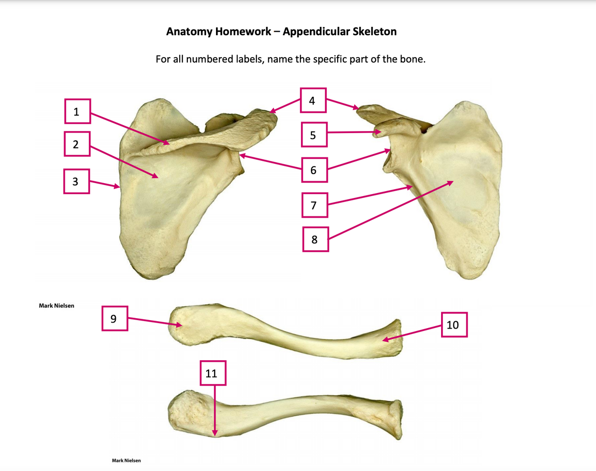 Anatomy Homework - Appendicular Skeleton
For all numbered labels, name the specific part of the bone.
4
1
2
3
7
8
Mark Nielsen
9
10
11
Mark Nielsen
