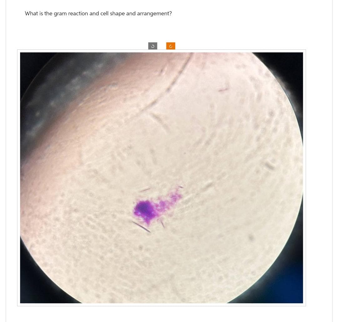 What is the gram reaction and cell shape and arrangement?
13
C