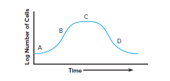 Time
Log Number of Cells
