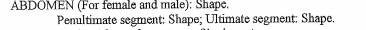 ABDOMEN (For female and male): Shape.
Pemultimate segment: Shape; Ultimate segment: Shape.
