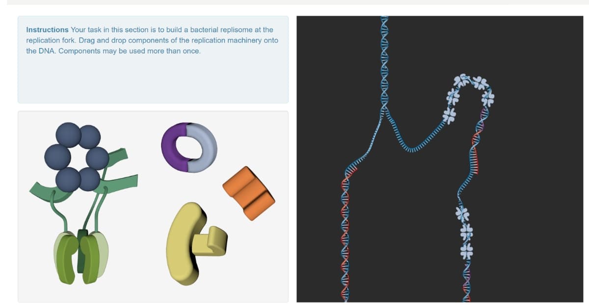 Instructions Your task in this section is to build a bacterial replisome at the
replication fork. Drag and drop components of the replication machinery onto
the DNA. Components may be used more than once.
