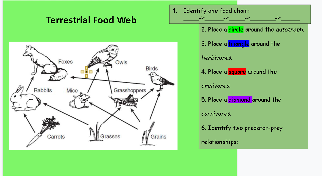 1. Identify one food chain:
Terrestrial Food Web
2. Place a circle around the autotroph.
3. Place a triangle around the
herbivores.
Foxes
Owls
Birds
4. Place a square around the
omnivores.
Rabbits
Mice
Grasshoppers
5. Place a diamond around the
carnivores.
6. Identify two predator-prey
Carrots
Grasses
Grains
relationships:
