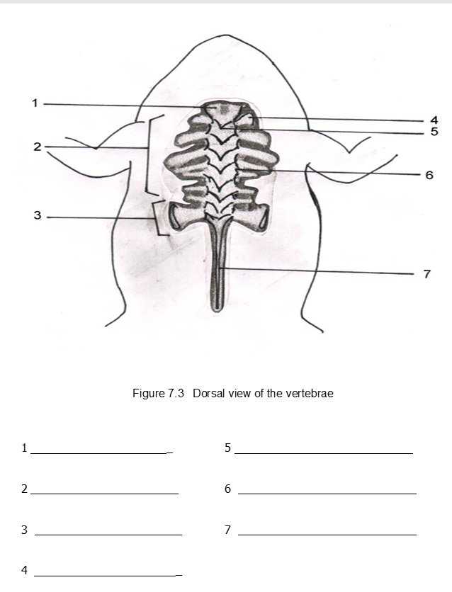 1
4
5
3
7
Figure 7.3 Dorsal view of the vertebrae
1
2
3
7
4
