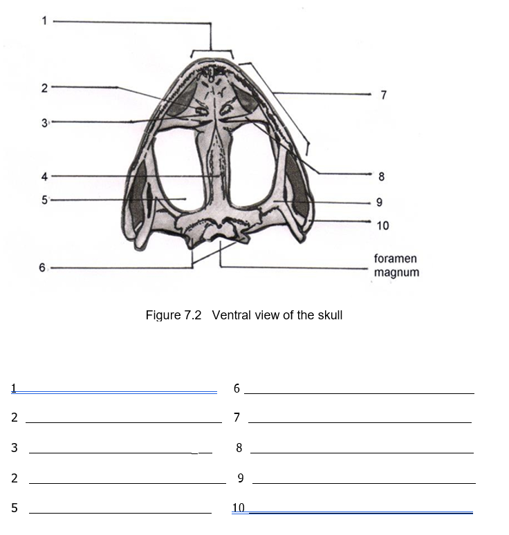 2
7
3.
4
8
10
foramen
6.
magnum
Figure 7.2 Ventral view of the skull
1
2
7
3
8
2
9
10
