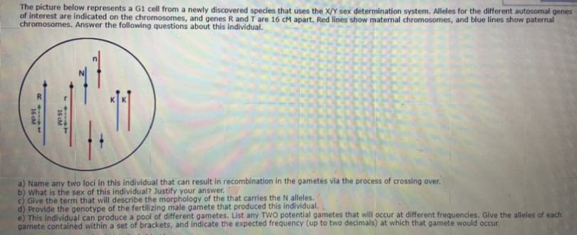 The picture below represents a G1 cell from a newly discovered species that uses the X/Y sex determination system. Alleles for the different autosomal genes
of interest are indicated on the chromosomes, and genes R and T are 16 cM apart. Red lines show maternal chromosomes, and blue lines show paternal
chromosomes. Answer the following questions about this individual.
a) Name any two loci in this individual that can result in recombination in the gametes via the process of crossing over.
b) What is the sex of this individual? Justify your answer.
c) Give the term that will describe the morphology of the that carries the N alleles.
d) Provide the genotype of the fertilizing male gamete that produced this individual.
e) This individual can produce a pool of different gametes. List any TWO potential gametes that will occur at different frequencies. Give the alleles of each
gamete contained within a set of brackets, and indicate the expected frequency (up to two decimals) at which that gamete would occur.
... T
16 cM
16 cM
