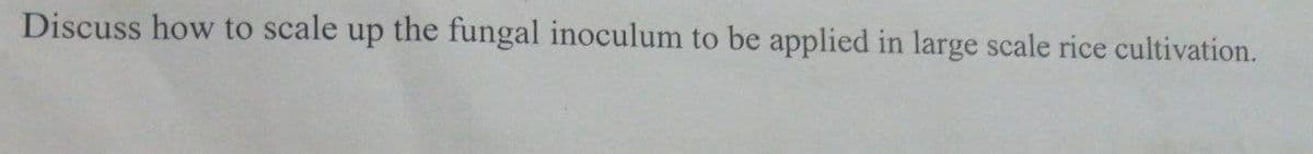 Discuss how to scale up the fungal inoculum to be applied in large scale rice cultivation.
